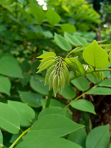 印度工厂摄影照片_具有自然背景的宽叶黄檀（也称为 sonokeling、sanakeling、花梨木）。