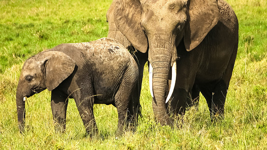 阳光明媚的日子里，非洲丛林中的野生大象。