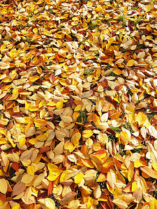 枫叶落叶摄影照片_秋天落在地上的黄叶在公园特写