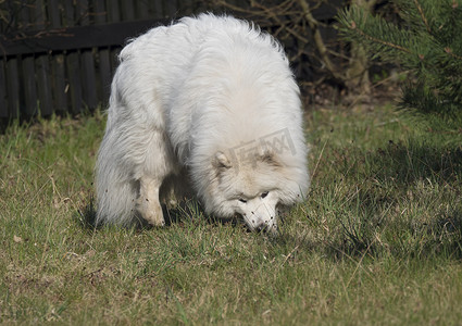 嗅探摄影照片_年轻的萨摩耶犬穿着白色蓬松的外套，在绿草花园里挖掘和嗅探。