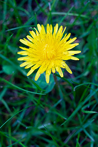 疯狂的蒲公英摄影照片_在绿色草甸的开花的黄色蒲公英花