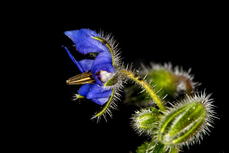 琉璃苣、香料和药用花