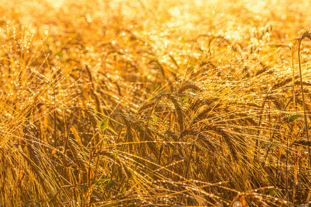 清晨，在一片农田里日出，成熟的黑麦金黄的穗子上覆盖着露水。