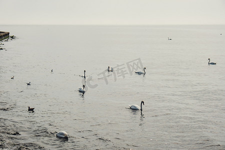 蓝色的大海日出和水中漂浮的天鹅。
