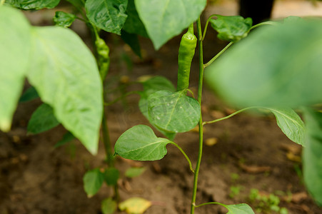 生态农场开阔地树枝上生长的成熟青辣椒的特写