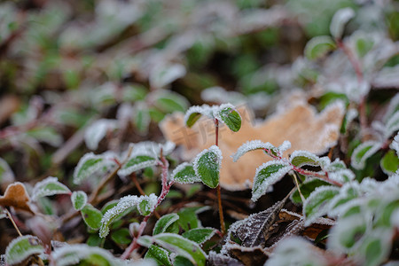 下雪植物摄影照片_植物绿叶上的第一场雪