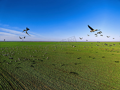 大雁鹅摄影照片_成群的大雁飞过农田。