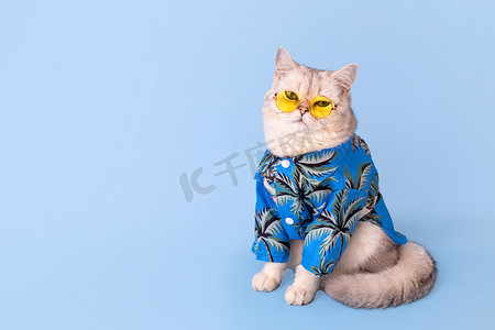 蓝色背景中身穿蓝色衬衫和黄色眼镜的可爱白猫