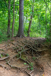 树根缠绕的田园诗般的森林小径