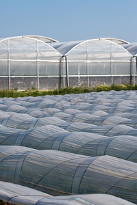 农用塑料薄膜隧道排覆盖的农场种植园，产生温室效应，种植食物，保护植物免受霜冻和风的侵袭。
