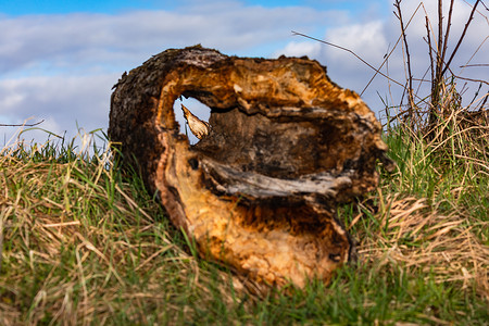 中空心摄影照片_一个由枯木制成的空心树桩，让人们可以从一个洞中看到自然的视角和景色