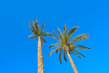 在蓝天背景的两棵枣椰树