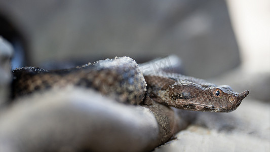 鼻角毒蛇，Vipera ammodytes