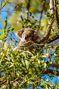 澳大利亚考拉摄影照片_澳大利亚考拉睡在树上