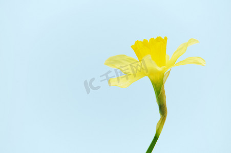 黄色的水仙花，水仙，在蓝色背景上被隔离，有免费的广告空间。