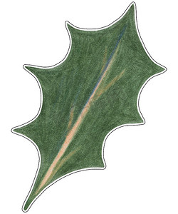 白色圣诞树叶摄影照片_由白色背景上孤立的彩色铅笔绘制的圣诞绿叶贴纸。