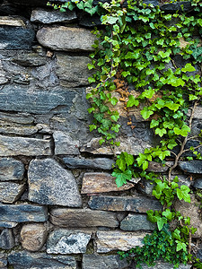 在砖墙上攀登常春藤。