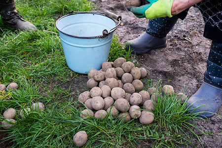 在地里种植马铃薯块茎。