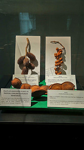 菲律宾马尼拉国家自然历史水果植物博物馆