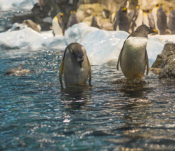 冰山背景摄影照片_两只特写企鹅站在蓝色海水中，一群企鹅、岩石和冰山背景