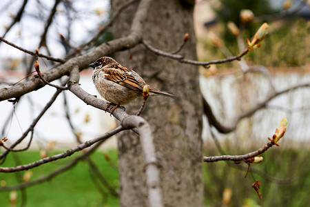 早上遛鸟摄影照片_可爱的麻雀坐在花蕾盛开的春枝上