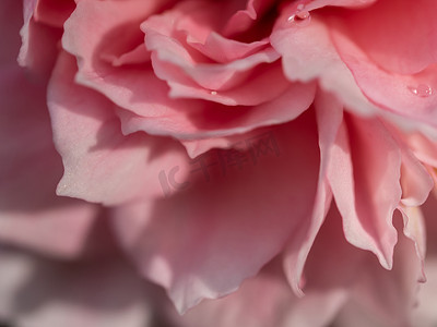 作为自然背景的精美公主 Meiko 玫瑰花瓣