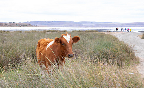 一头额头上有心形斑点的棕色母牛在泥湖附近行走