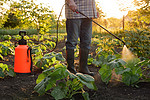 农民喷洒农药喷雾器花园农场菜园喷洒作物保护植物田行。