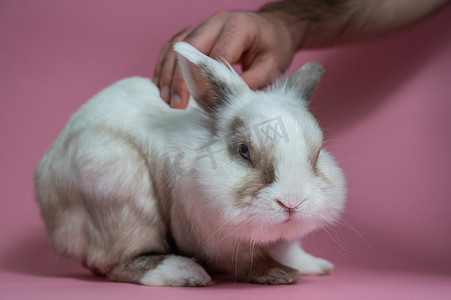 兔子粉色摄影照片_一个男人在粉红色的背景上抚摸着一只可爱的灰白相间的兔子。