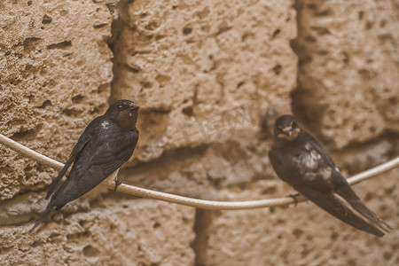 燕子鸟摄影照片_燕子鸟坐在电线上，背景是砖壳、动物和野生动物，特写