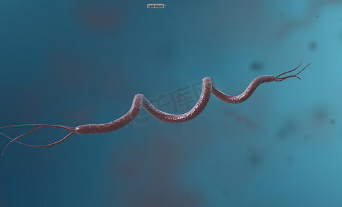螺旋菌是变形杆菌门的一种细菌，具有螺旋形细胞形态。