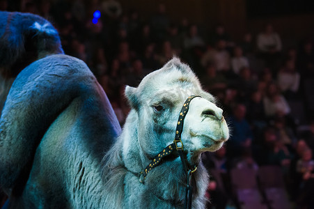 马戏团骆驼在马戏团表演