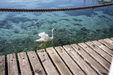 优雅的鸟儿在加尔达湖清澈的湖水中畅游