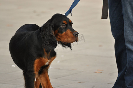 蓝色皮带上可爱的深棕色可卡犬