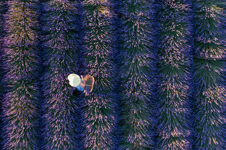 头像紫色摄影照片_戴帽子的女人在篮子里采摘薰衣草的头像