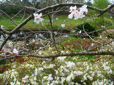 冬花