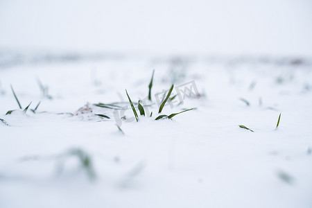 冬天雪下的小麦发芽。