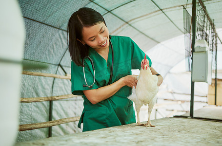农场的兽医、妇女和鸡保健，用于鸡舍的医学评估、行业增长和分析。