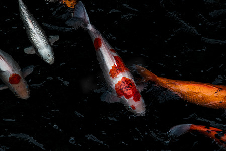 黑色鲤鱼摄影照片_阳光明媚的日子里，五颜六色的锦鲤鱼或锦鲤鱼在鱼塘里游泳的细节，日本鱼种，许多五颜六色的图案。