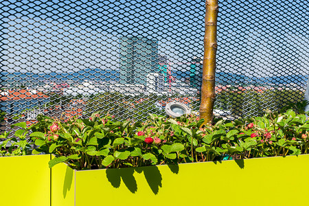 种植园主摄影照片_在扩大的金属围栏和背景中的高层建筑前，种着苹果树和草莓的绿色种植园主