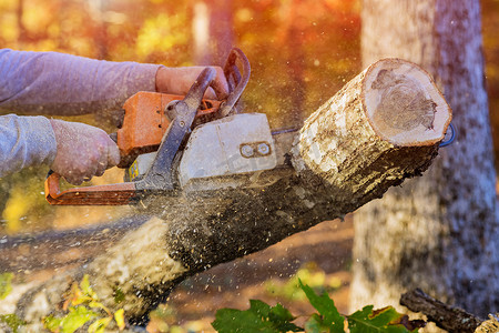 砍伐树木摄影照片_飓风过后，伐木工人在森林里用手电锯锯下树木