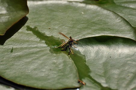 观察蚂蚁摄影照片_一只黄蜂在睡莲叶上的特写