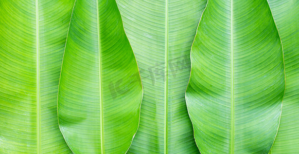 背景的绿色香蕉叶子。
