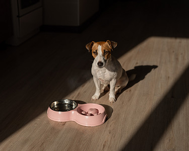 狗粮食摄影照片_慢喂双碗，狗狗一碗水。