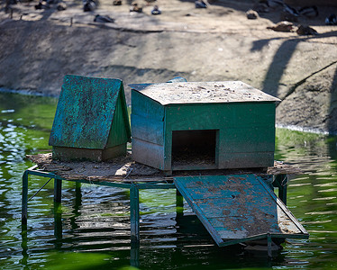 湖上的木鸭和鹅屋，春日。
