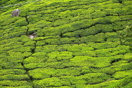 绿茶种植园景观。