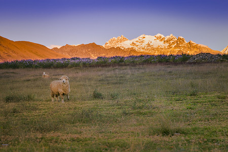 日出时科迪勒拉布兰卡的孤独绵羊和瓦斯卡兰，白雪皑皑的安第斯山脉
