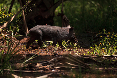 婴儿野猪也称为野猪或 Sus scrofa 饲料