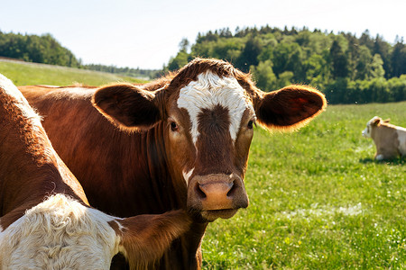 天气好的时候，棕色的奶牛站在绿色的草地上