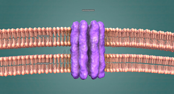 核膜是包围细胞核的双层结构，染色体位于此处。